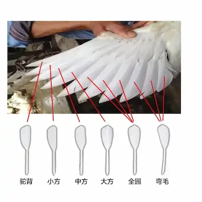 Feather category